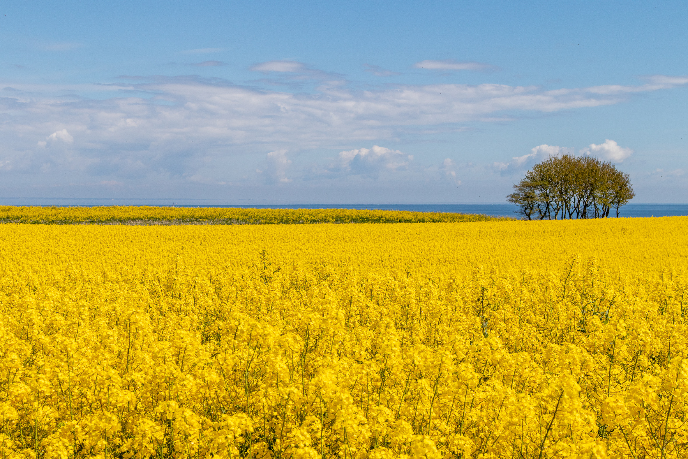 IMG_1015?timestamp=1680259217945