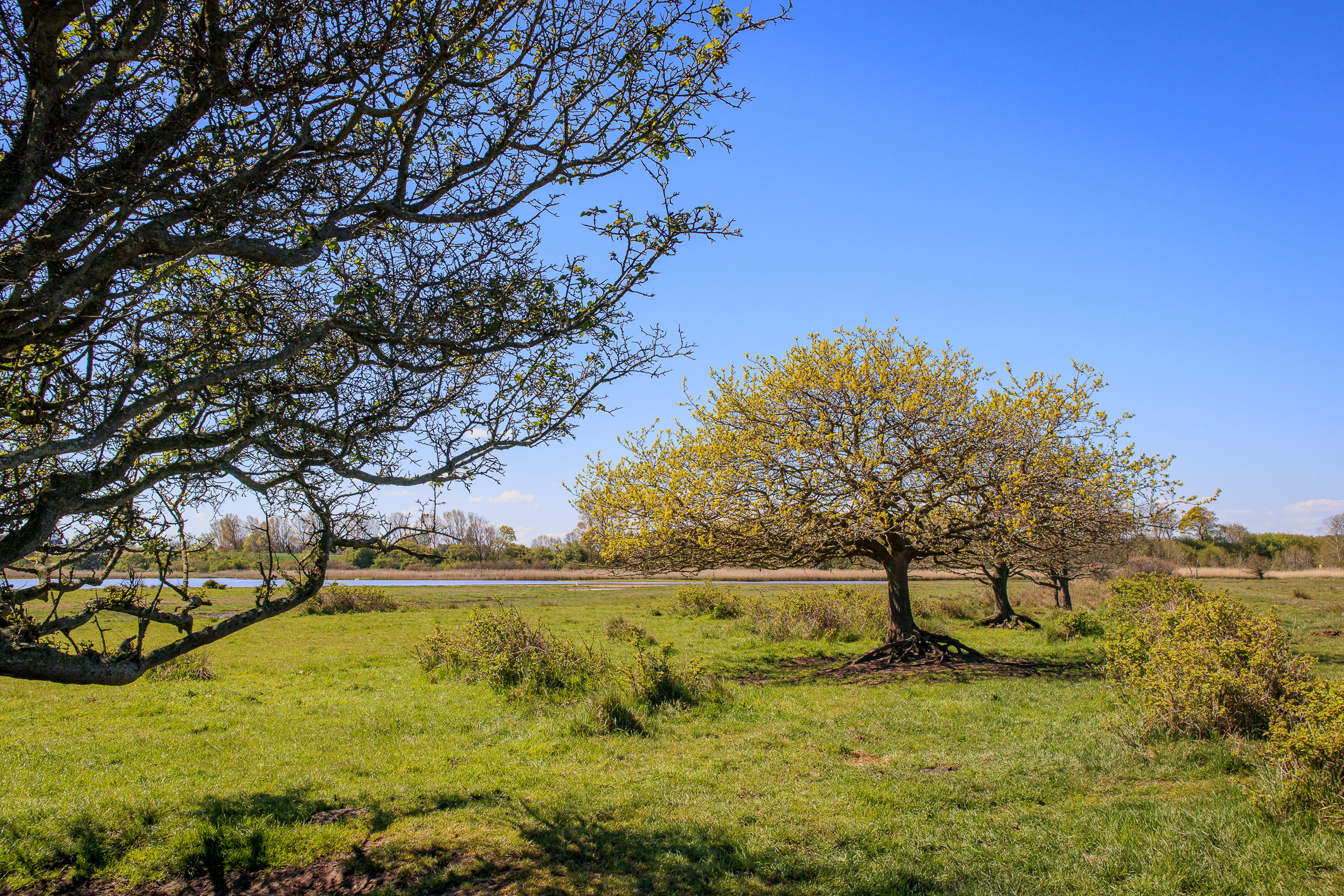 IMG_1034?timestamp=1680259217947